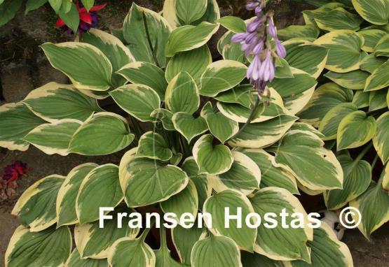 Hosta Warwick Edge